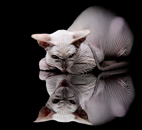 马德里竞技欧战粉碎尼斯显霸气，福登稳定输出不掉线成英超焦点