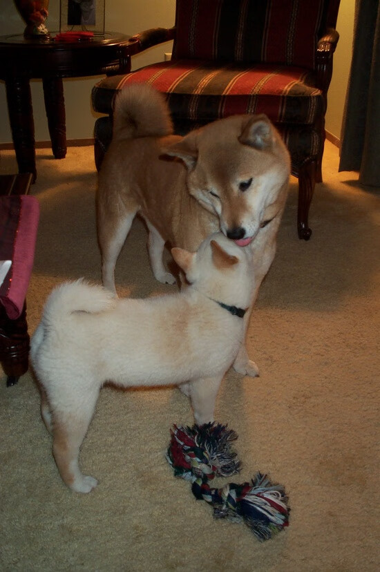 球场上的降维打击，当里昂用战术显微镜肢解那不勒斯，阿劳霍如何成为系统破壁人？