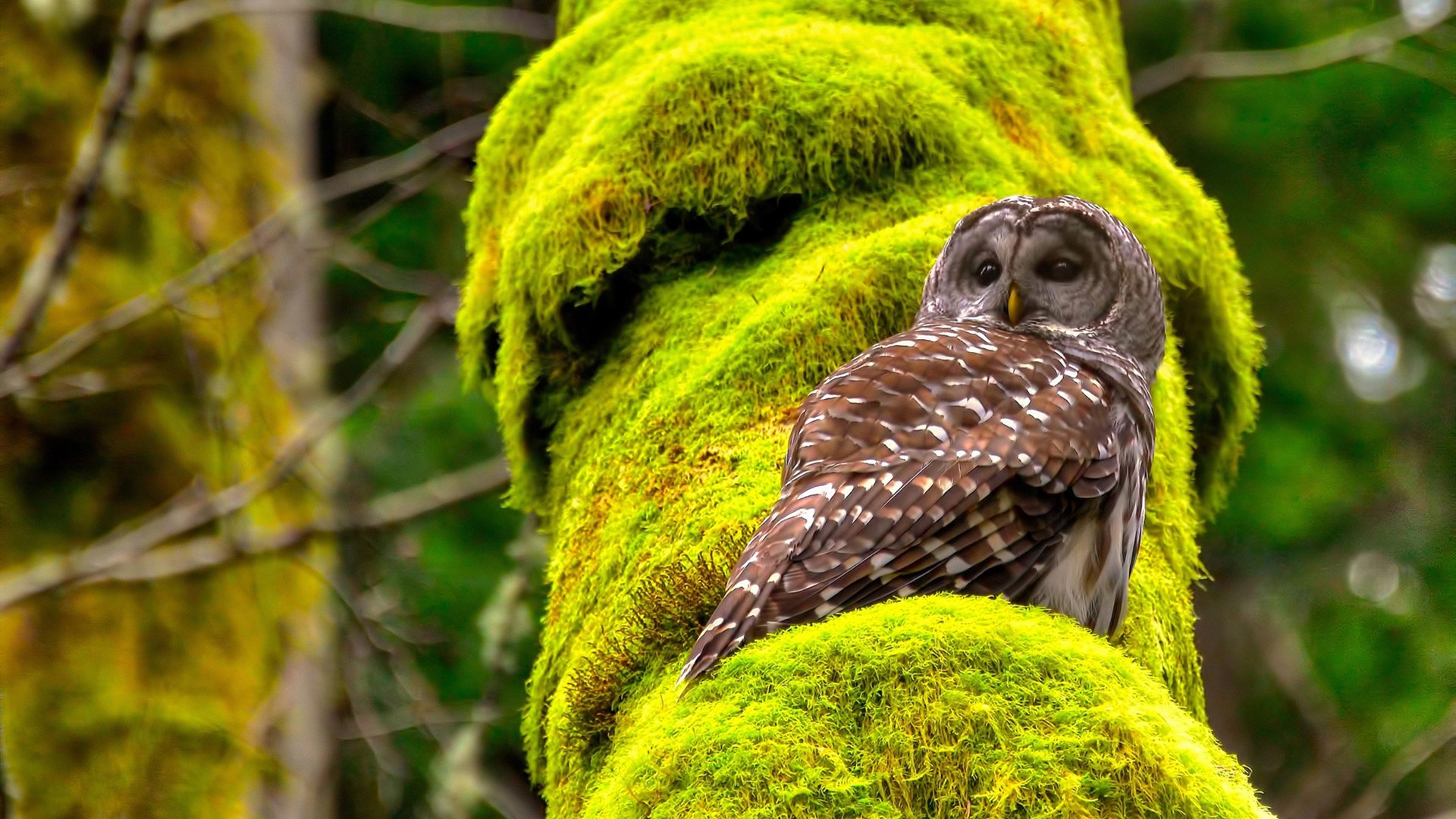 伊拉克绝境狂胜，无名中卫一夜封神，德里赫特灵魂附体