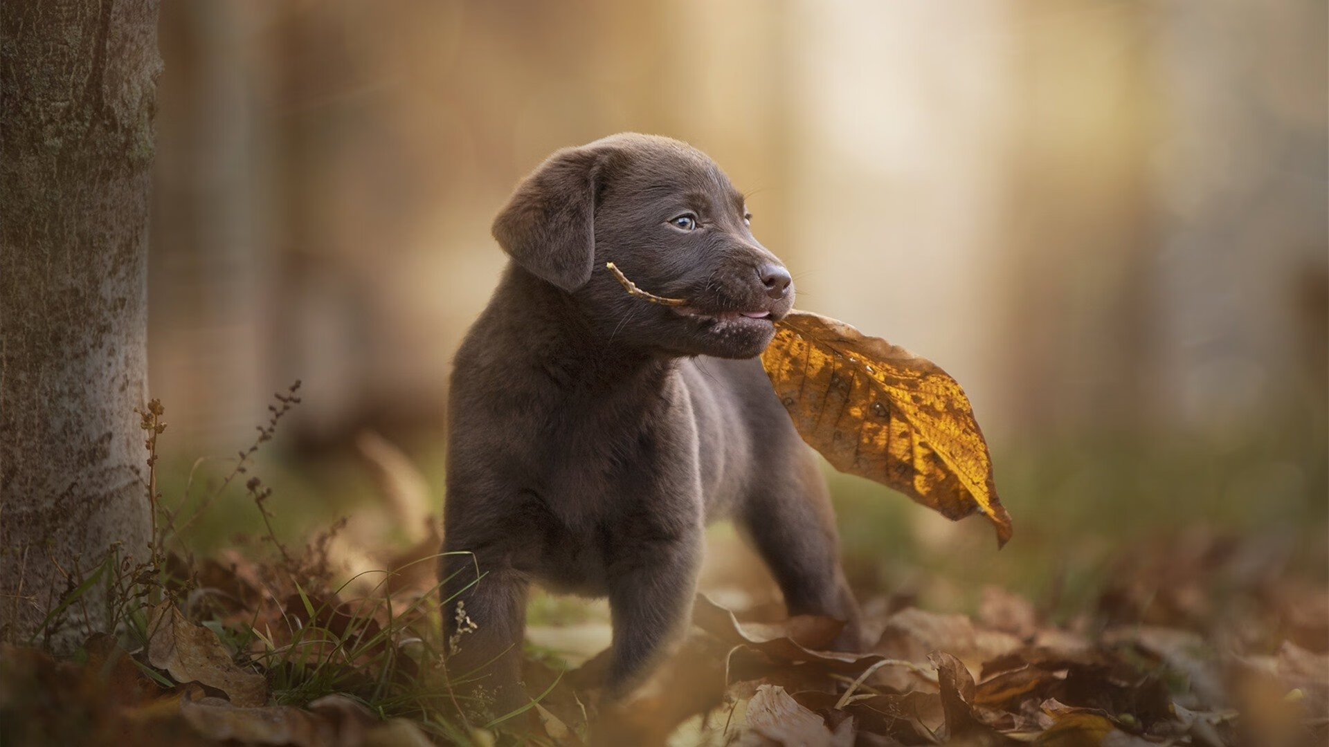 开云下载-审判时刻，哈登的连续得分如何为火箭锁定对阵勇士的关键胜利