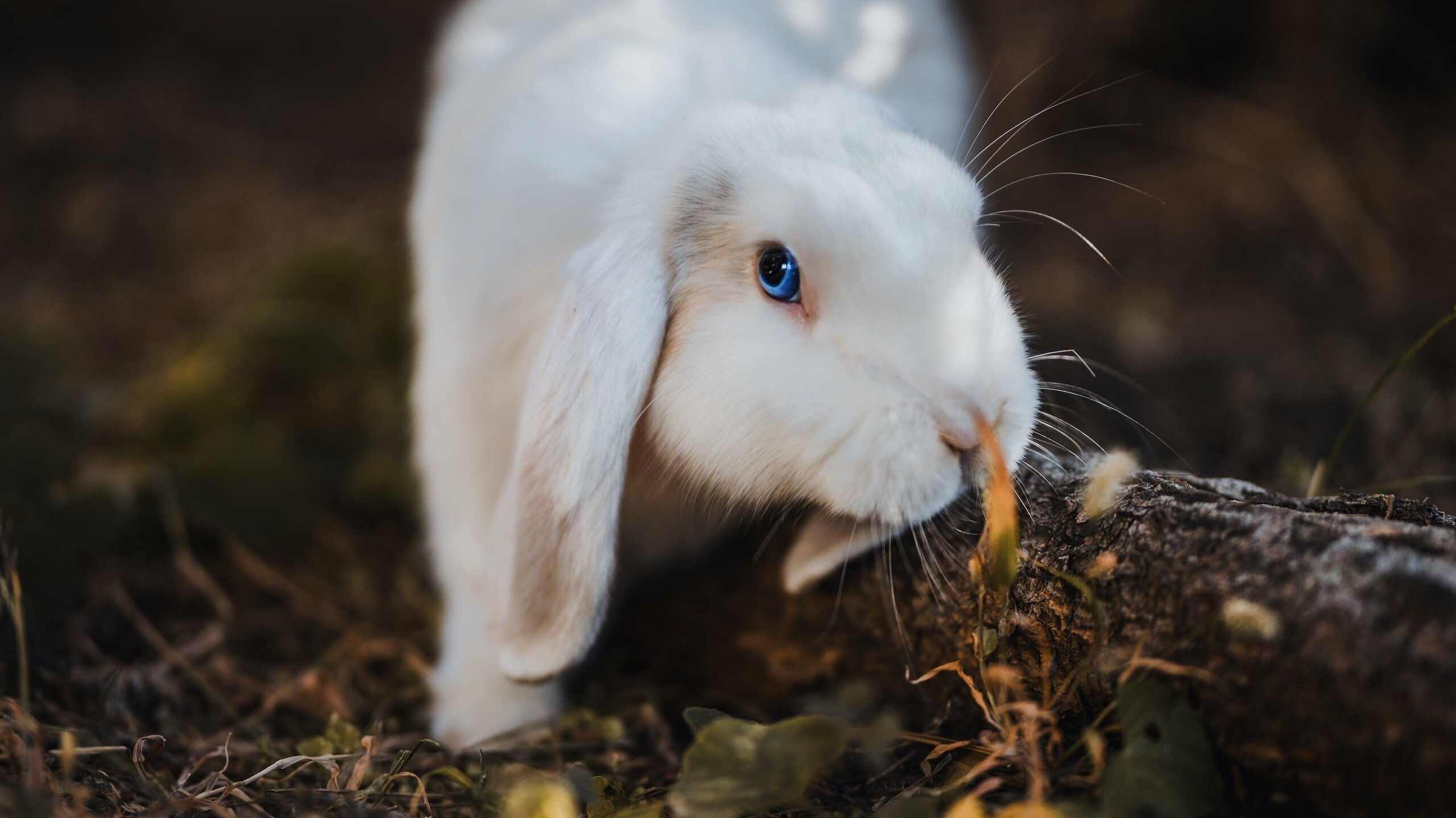 开云体育-引擎与辣椒,当F1年度争冠战遇上挪威的冷静与墨西哥的火焰