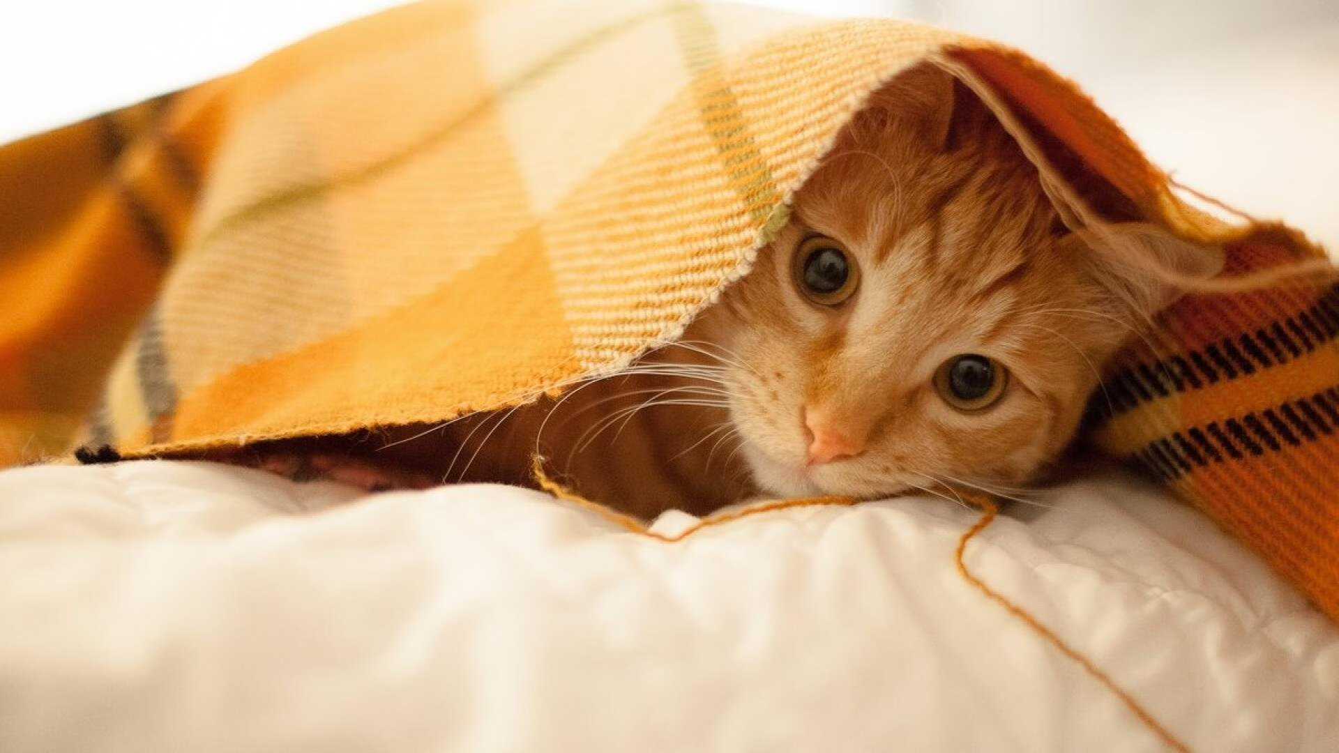 开云体育app-当梅西的稳遇见埃及的稳