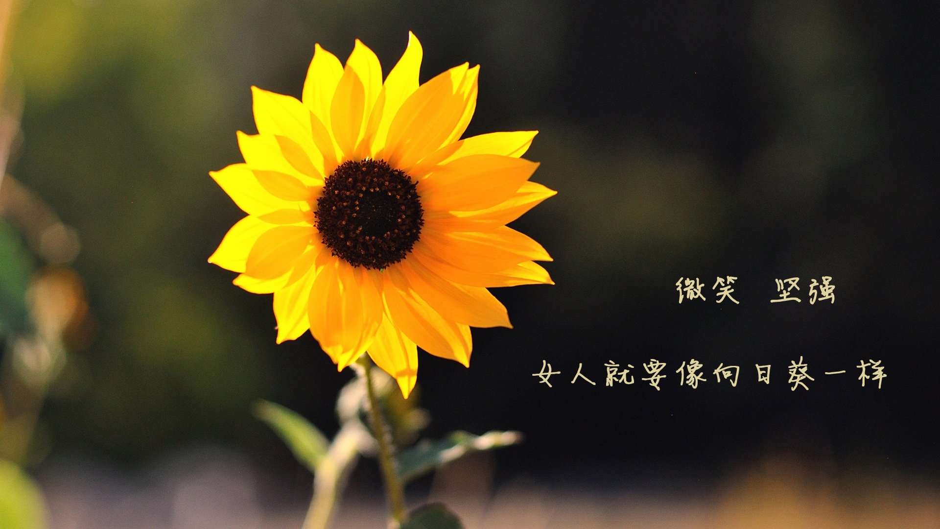 篮网打出窒息式进攻波,贝恩如何成为逆转凯尔特人的关键先生?