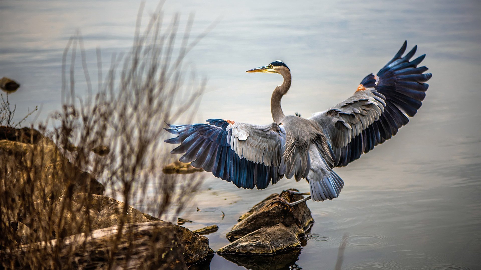 开云-爆发之夜，英格拉姆引领辽宁队击败浙江队