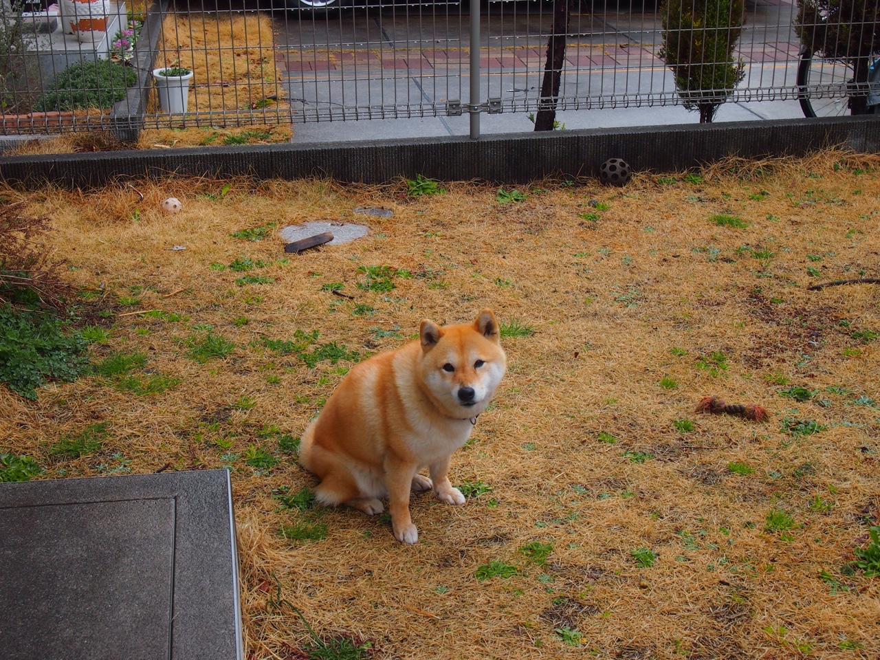 蓝色武士的动漫式胜利,当若日尼奥的魔法在东京夜晚失效