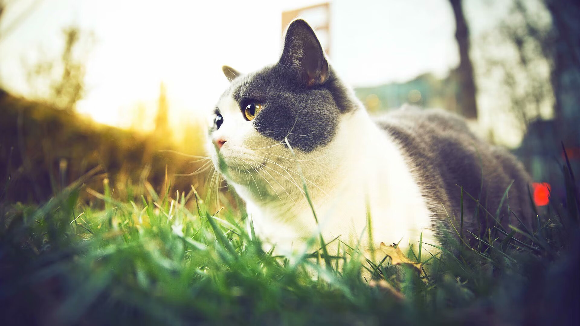 开云sport-寂静长城与数字神话，当门迪的稳定扑救化作文明对话，伊拉克终结厄瓜多尔如何撕碎西方足球剧本