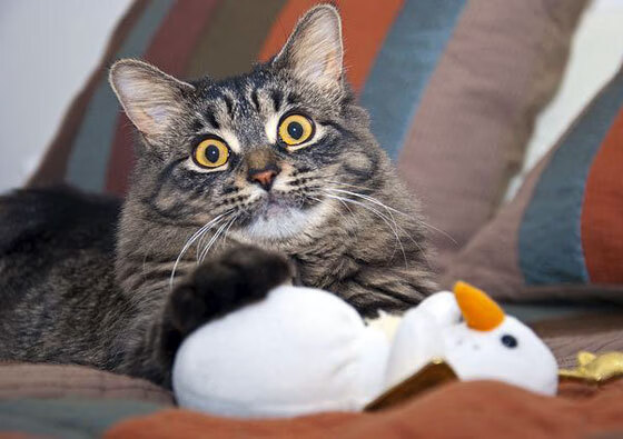 友谊赛惊现魔幻剧本,玻利维亚轻取罗马,阿拉巴替补成关键先生