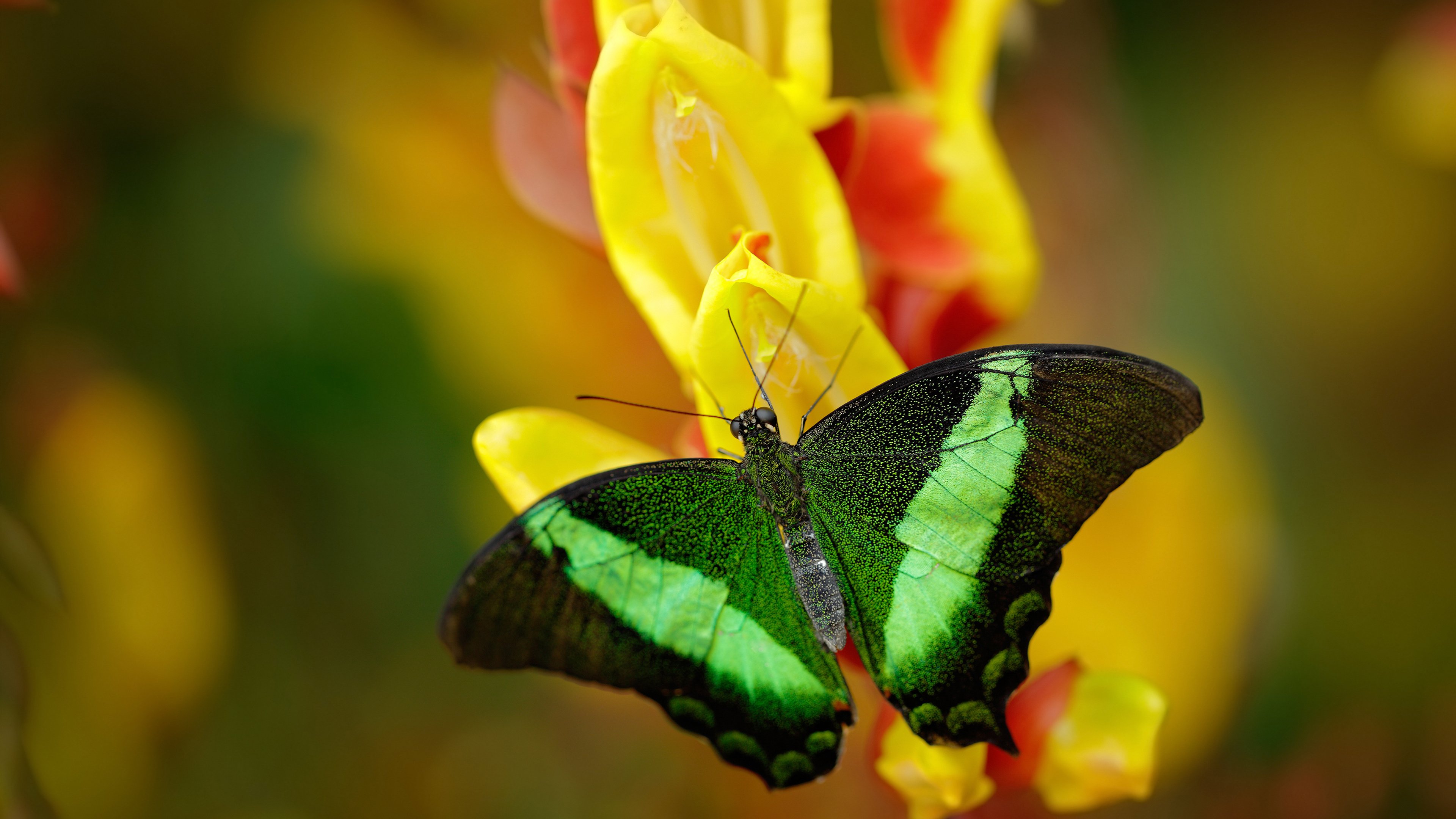 聚光灯外的MVP,霍勒迪的沉默胜利之夜