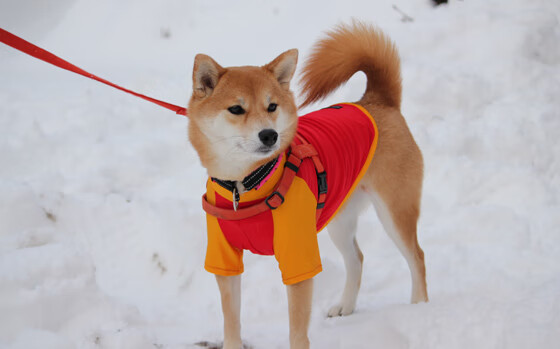 开云体育APP下载-双重征服,绿茵魔术师佩德里与银河战舰皇马的美国攻略