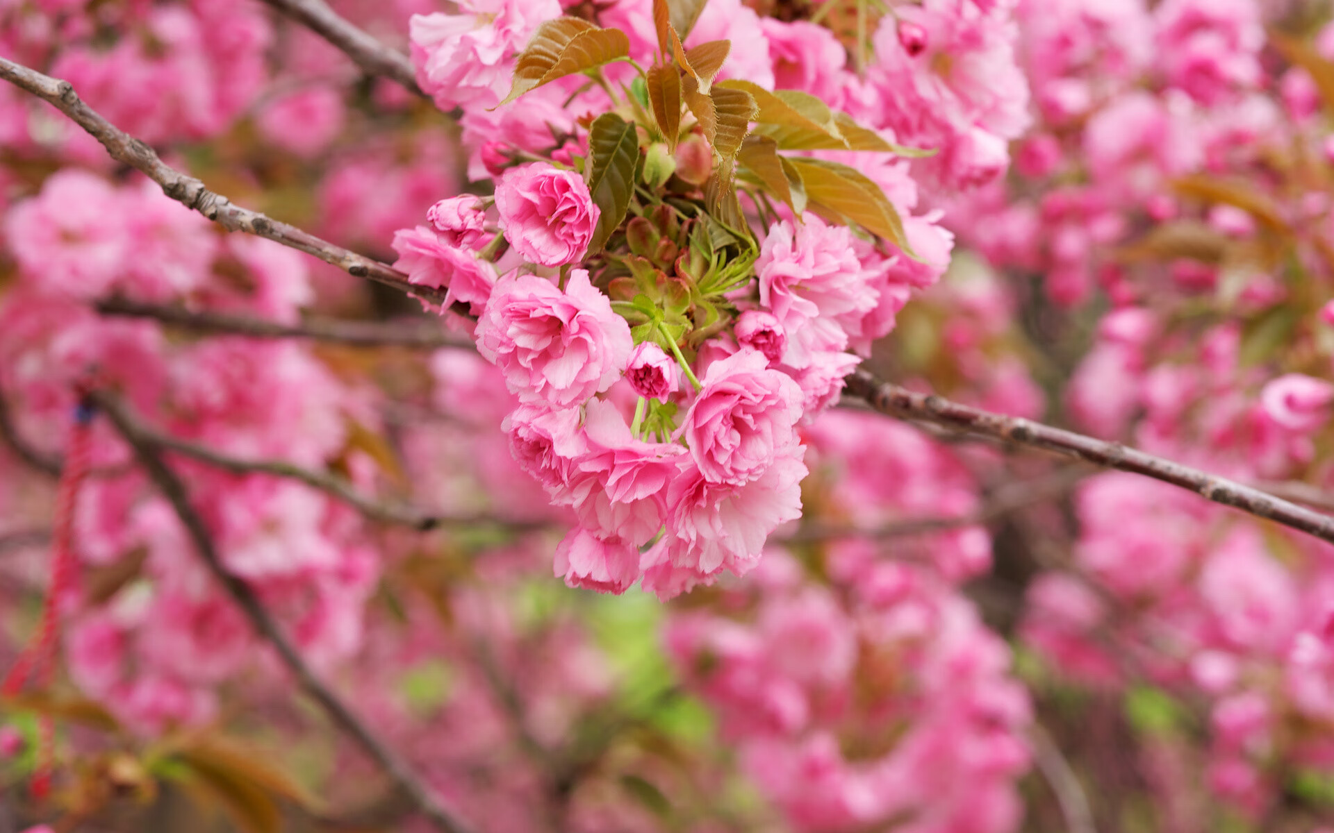 开云体育平台APP-沙漠中的童话破碎，2026世界杯B组，京多安闪耀全场，阿联酋险胜丹麦